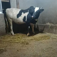 ورزا محلی دو وقت|حیوانات مزرعه|رشت, پل تالشان|دیوار