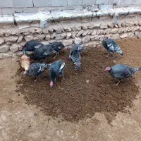 بوقلمون|حیوانات مزرعه|قره ضیاالدین, |دیوار