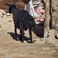 بره گوچ دو دندون|حیوانات مزرعه|نمین, |دیوار