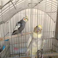 عروس هلندی (معاوضه با دوربین مداربسته)