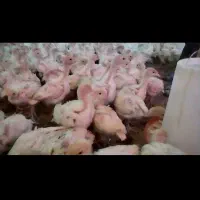 BUT6 بوقلمون گوشتی|حیوانات مزرعه|نجف‌آباد, ویلاشهر|دیوار
