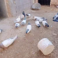 کبوتر کله دار|پرنده|کبودرآهنگ, |دیوار