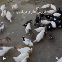 غاز