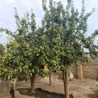 میوه گلابی کمپوتی