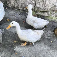 اردک ، غاز ، مرغ و خروس