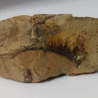 سنگ شجر|مجسمه، تندیس، ماکت|قرچک, زیبا شهر|دیوار