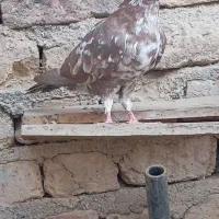۴تا کفتر مفت ۲۵۰