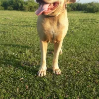 سگ گمشده|سگ|بندر انزلی, سید آسیه|دیوار