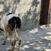 گوساله سیمینتال
