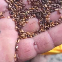 کنجد|حراج|برازجان, |دیوار