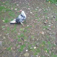 کبوتر گمشده