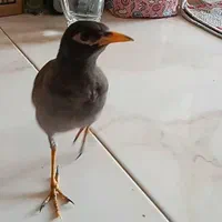 مرغ مینا گمشده