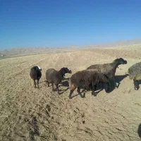 گوسفندداشتی