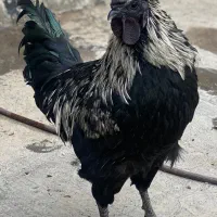 ایام سمانی تخم با نتفه