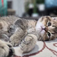 گربه بریتیش