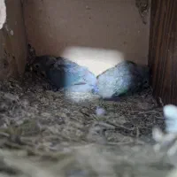 کوتوله سرلاکی