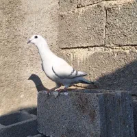 کفتر پلاکی شامی عتیقه