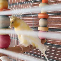 قناری کلاستر نر|پرنده|سبزوار, کاشفی شمالی (دادگستری)|دیوار