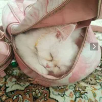گربه عروسکی