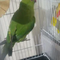 عروس هلندی ملنگو گیرنچیک|پرنده|هشتگرد, شهرک گلها|دیوار