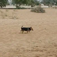 سگ شیواوا  تربیت شده شناسنامه دار....
