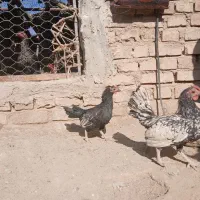 مرغ میناتور