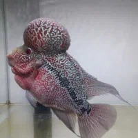 فلاور  رد دراگون