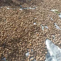 گردو|خوردنی و آشامیدنی|شاهین دژ, |دیوار