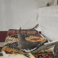 عروس هلندی|پرنده|کوهدشت, |دیوار