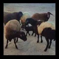 گوسفند اولین شکم چهل عدد