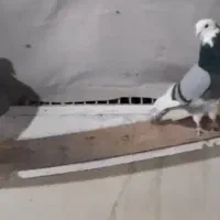 کفتر شازده آبی عتیقه