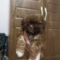 مالتیز جیبی