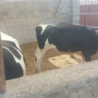 گوساله نر