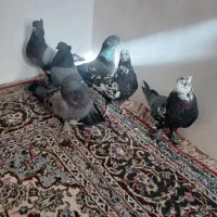 کبوتر