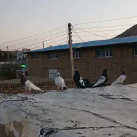 کبوتر رنگی