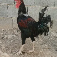 مرغ و خروس محلی
