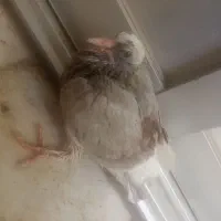 جوجه کبوتر
