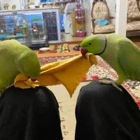 سلام دو عدد مانگو نر ماده فروشی