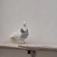 کبوتر طوقی|پرنده|خمینی‌شهر, |دیوار