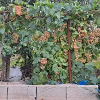 انگورکلاهداری