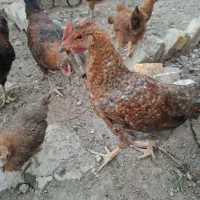 فروش خروس جوان