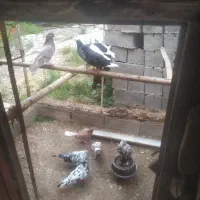 کبوتر پرشی