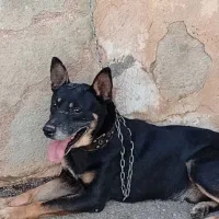 سگ ژرمن