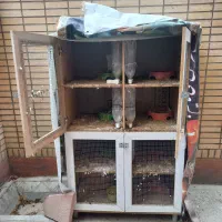 فروش جفتگاه