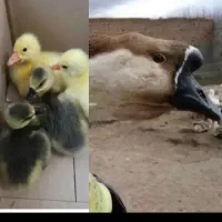 جوجه قوغاز یک روزه