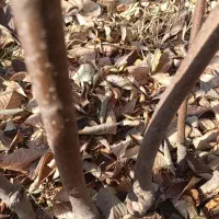 پخـش انـواع نهال درجـه یـک