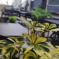 باریستای با سابقه،مسلط به بارگرم و سرد