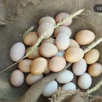 تخم مرغ بومی تازه ارسال رایگان