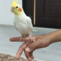عروس هلندی