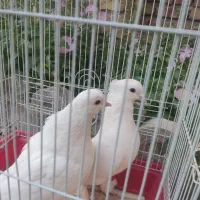 دو عدد کبوتر نر